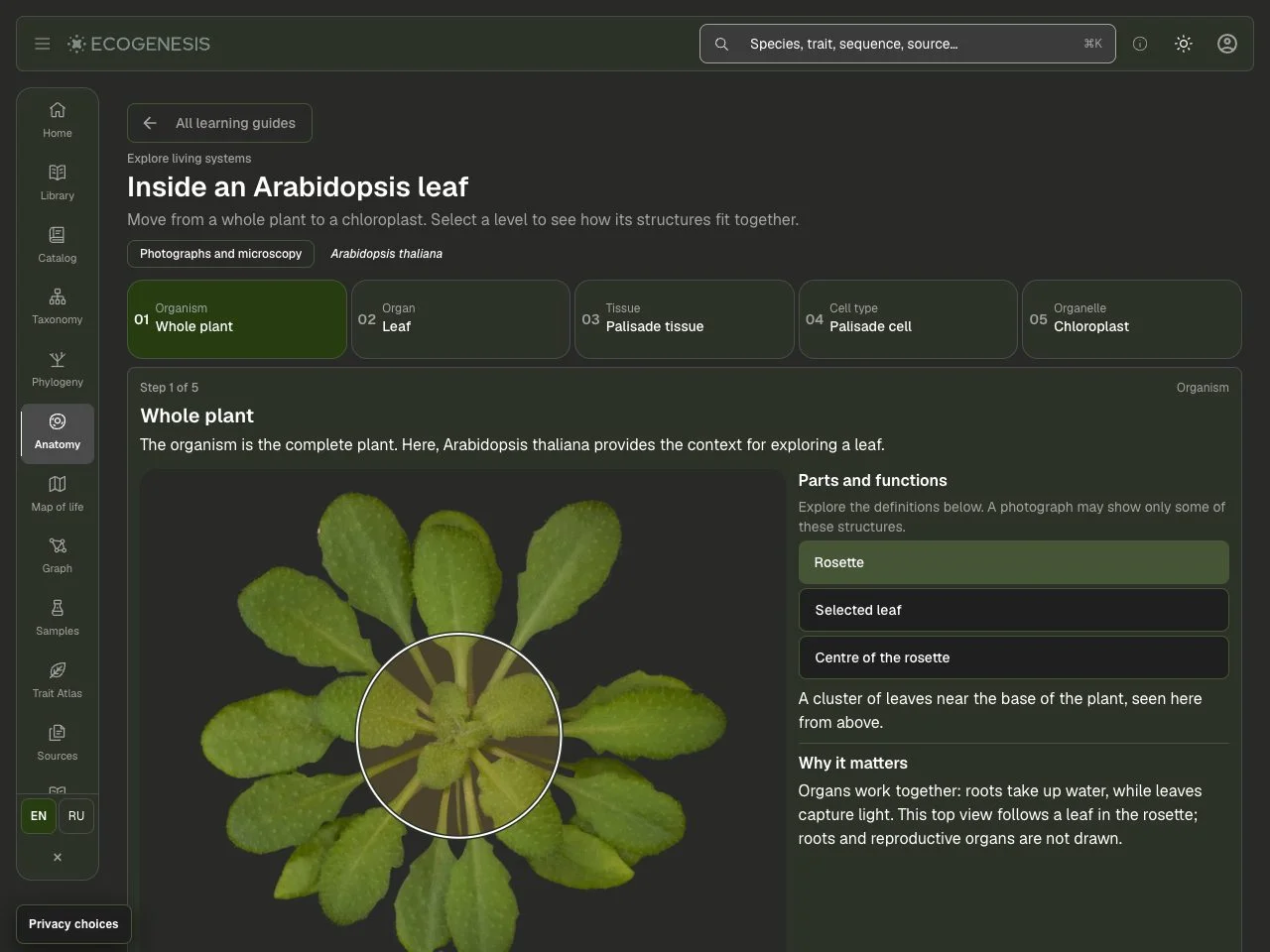 EcoGenesis anatomy interface in English